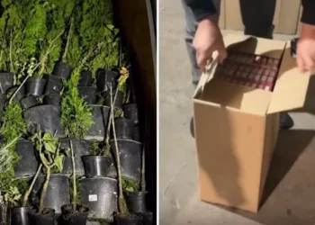 1,8 milioane de țigări de contrabandă descoperite la Lipcani