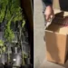1,8 milioane de țigări de contrabandă descoperite la Lipcani