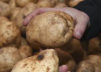 Картофель: качество ниже цены