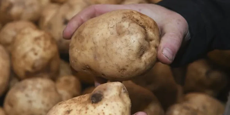 Картофель: качество ниже цены