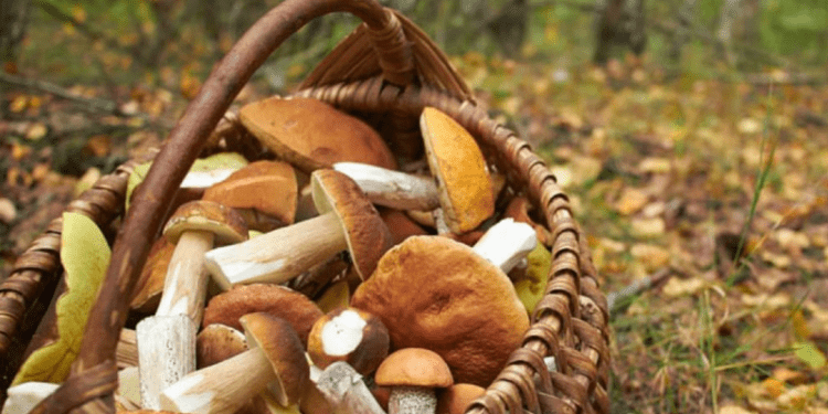 Șapte persoane spitalizate după ce s-au intoxicat cu ciuperci în Nisporeni și Glodeni