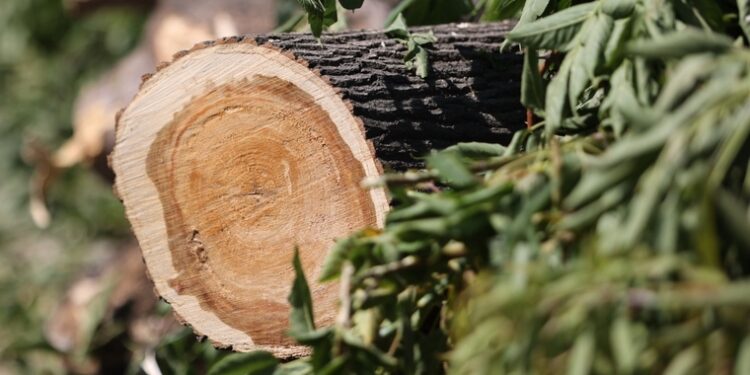 Трагедия в лесу Шолданешт