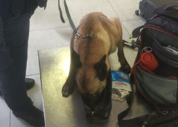 Echipa canină, la datorie: Un străin, prins cu droguri la PTF Palanca