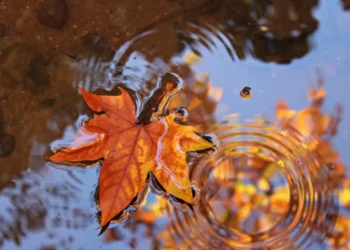 Vreme rece și ploioasă: înghețuri la sol și maxime de până la +14°C