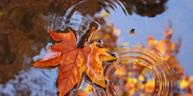 Vreme rece și ploioasă: înghețuri la sol și maxime de până la +14°C