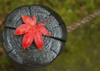 Ploi abundente și vreme mohorâtă în toată Moldova