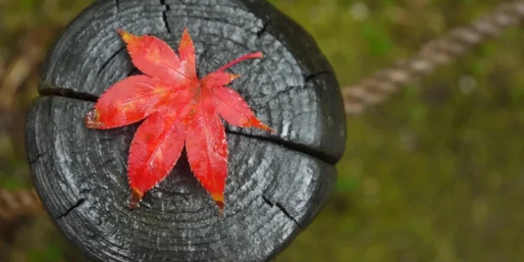 Ploi abundente și vreme mohorâtă în toată Moldova