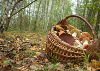 Femeie și doi copii rătăciți în pădure la Rezina, găsiți teferi de poliție