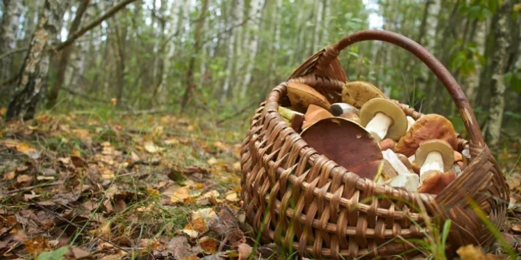 Femeie și doi copii rătăciți în pădure la Rezina, găsiți teferi de poliție