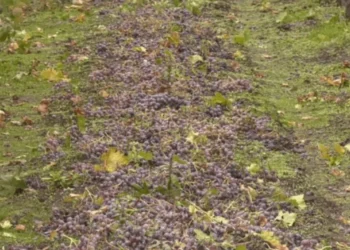 Fermierii din raionul Căușeni au distrus recolta din cauza lipsei pieței de desfacere