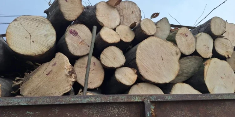 La Nisporeni, a fost stopat un microbuz care transporta ilegal lemne