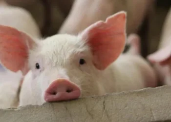 В Европе отмечена новая вспышка африканской чумы свиней