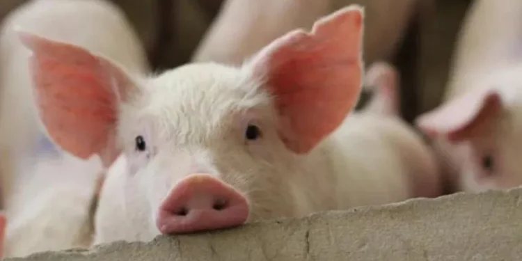 В Европе отмечена новая вспышка африканской чумы свиней