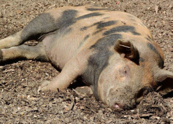 Focar de pestă porcină africană depistat la Orhei: restricții sanitar-veterinare instituite