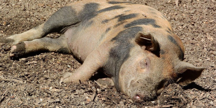 Focar de pestă porcină africană depistat la Orhei: restricții sanitar-veterinare instituite