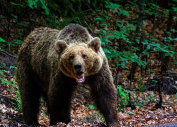 Un turist a fost atacat de urs pe un traseu montan din Brașov. A ajuns la spital cu răni la față și membre