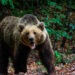 Un turist a fost atacat de urs pe un traseu montan din Brașov. A ajuns la spital cu răni la față și membre