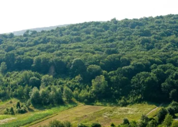 Уровень облесения в Молдове – один из самых низких в регионе