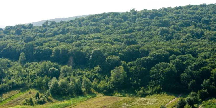 Уровень облесения в Молдове – один из самых низких в регионе
