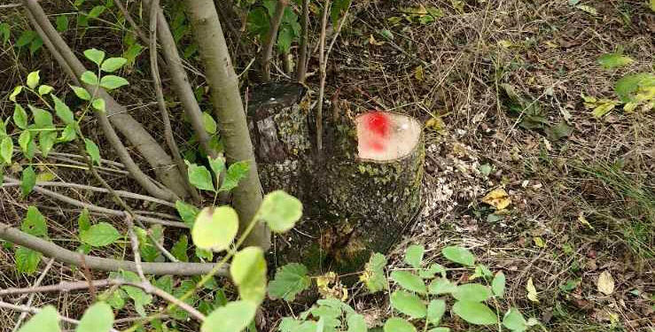 Defrișare ilegală la Scăieni: 250 de copaci tăiați, prejudiciu de 71.600 lei