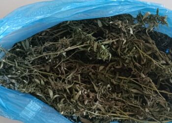 Prins la Cahul cu jumătate de kilogram de marijuana: bărbat cercetat penal