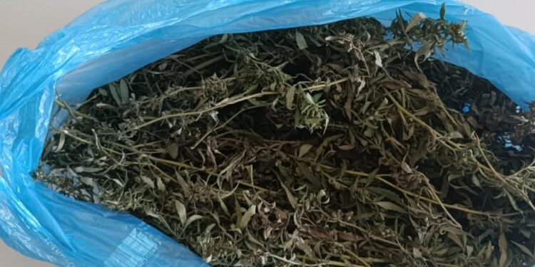 Prins la Cahul cu jumătate de kilogram de marijuana: bărbat cercetat penal