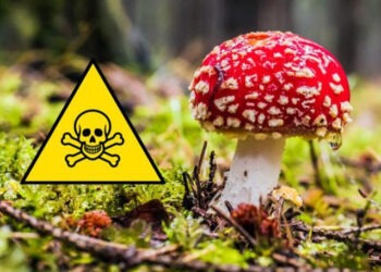 Avertisment pentru culegătorii de ciuperci