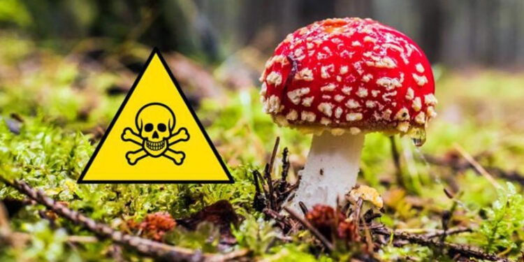 Avertisment pentru culegătorii de ciuperci