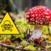 Avertisment pentru culegătorii de ciuperci