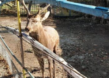 Мужчину атаковал олень в Дубоссарах