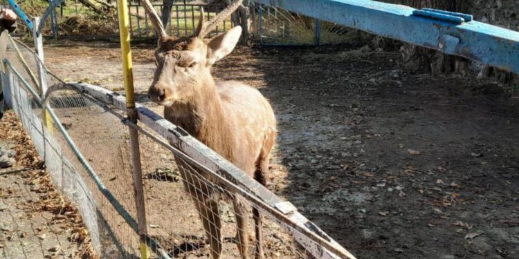 Мужчину атаковал олень в Дубоссарах