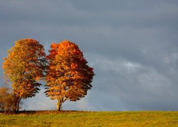 Синоптики рассказали, какой будет погода 7 ноября