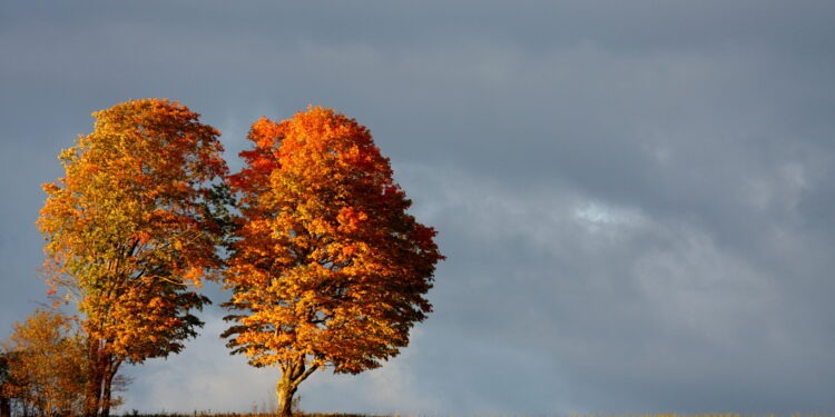 Синоптики рассказали, какой будет погода 7 ноября