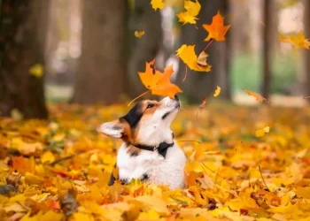 Похолодание ночью, мягкая погода днём: дожди и туман 27 ноября