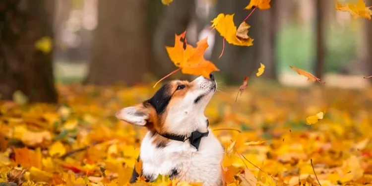 Похолодание ночью, мягкая погода днём: дожди и туман 27 ноября