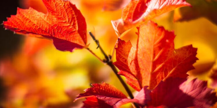 Осень вступает в свои права: резкое понижение температуры по всей стране