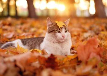 Прогноз на 18 ноября: Пониженные температуры и пасмурное небо