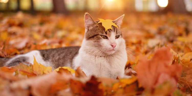 Прогноз на 18 ноября: Пониженные температуры и пасмурное небо