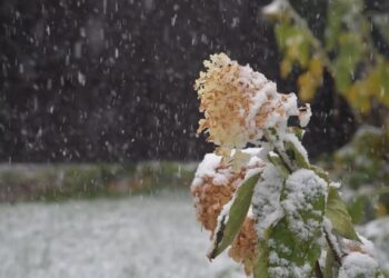 Дождь и мокрый снег: Синоптики рассказали какой будет погода 19 ноября