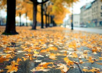 Пасмурная погода 20 ноября: туман, облака и до +12°C