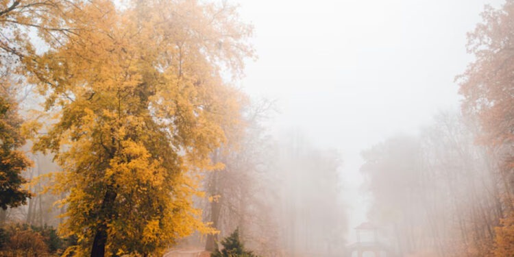 Пасмурная погода 21 ноября: туман и температура до +19°C