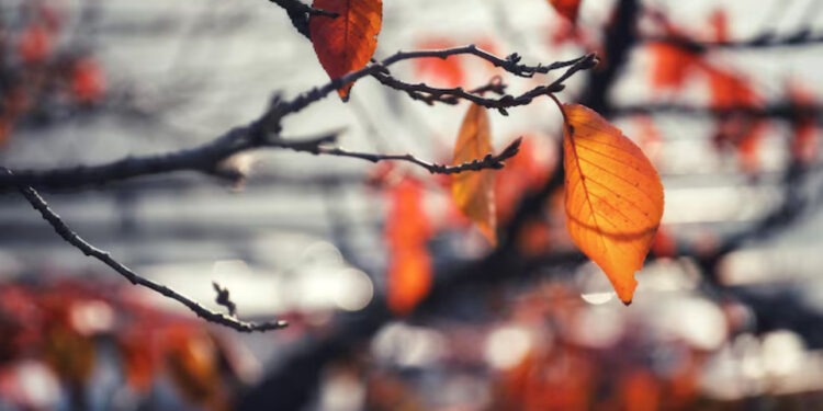 Синоптики рассказали какой будет погода 24 ноября