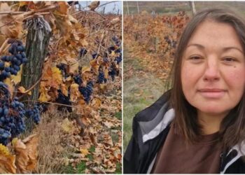 Виноградарь: 80 тонн винограда остались неубранными, но налоги я платила в течение года