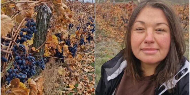 Виноградарь: 80 тонн винограда остались неубранными, но налоги я платила в течение года
