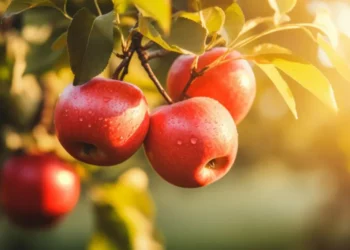 В садах осталось не более 5% урожая яблок