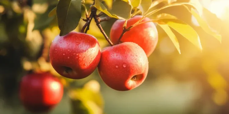 В садах осталось не более 5% урожая яблок
