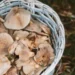 За неделю зарегистрировано несколько случаев отравления грибами