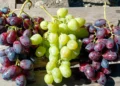 Экспорт столового винограда: неплохие показатели при скромном спросе