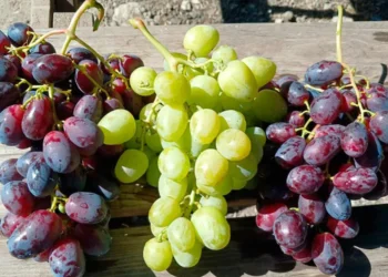 Экспорт столового винограда: неплохие показатели при скромном спросе