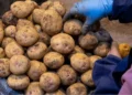 Молдова стала крупнейшим покупателем украинского картофеля — более 58% экспорта